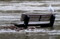 05-0321C Flood - Pangbourne River Thames