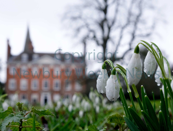 06-0221A Welford Snowdrops