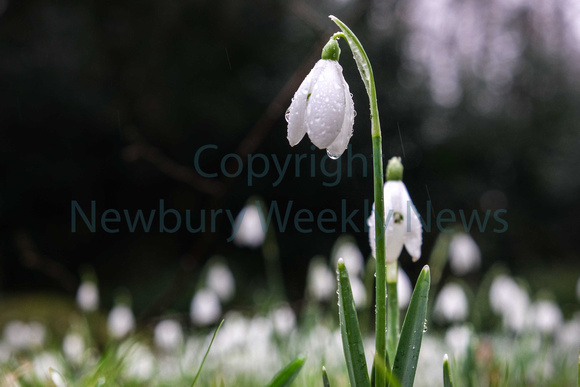 06-0221AD Welford Snowdrops