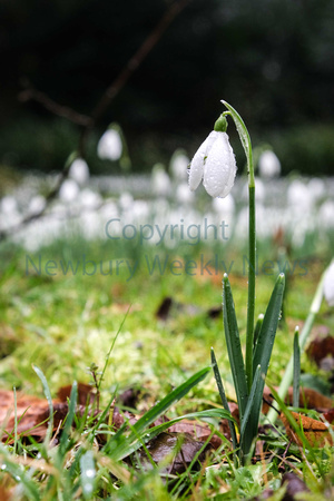 06-0221AE Welford Snowdrops