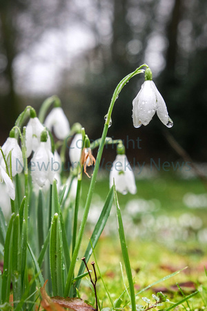 06-0221AG Welford Snowdrops