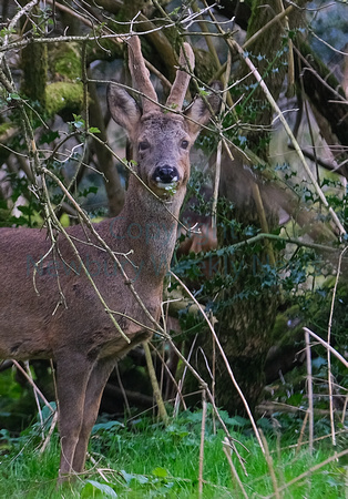 09-1722I Deer in Greenham
