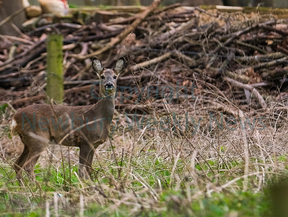 09-1722E Deer in Greenham