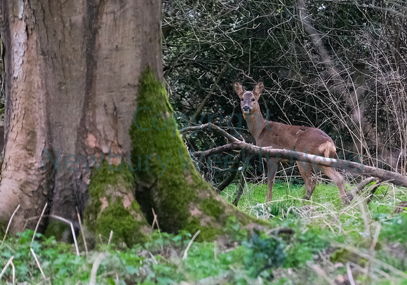 09-1722A Deer in Greenham