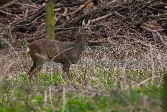 09-1722F Deer in Greenham