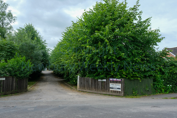 26-1822B Kingsclere yew tree farm