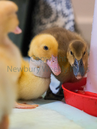 19-2422E Beenham PS - Ducklings