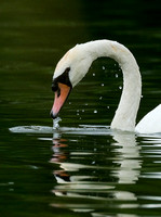 29-0122R Swan Upping