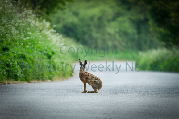 18-1422B Hare in West Berkshire