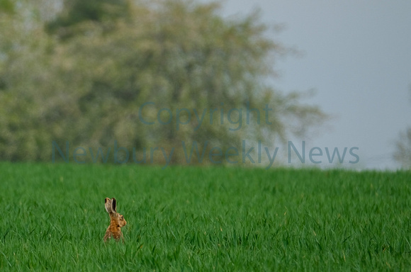 18-1422E Hare in West Berkshire