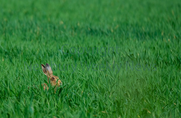 18-1422C Hare in West Berkshire