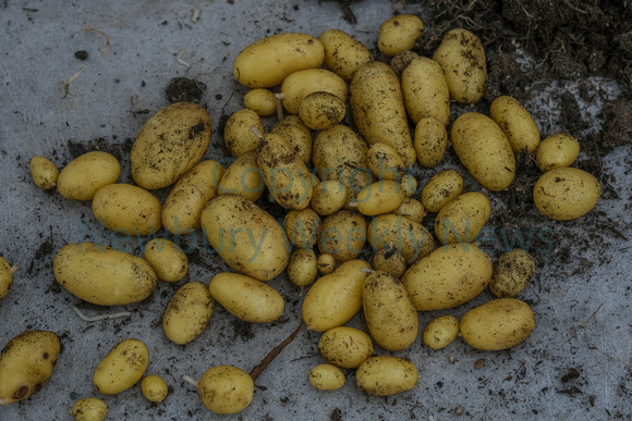 24-1722L Newbury Showground - potato day