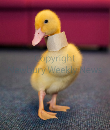 19-2422N Beenham PS - Ducklings