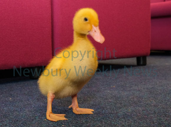 19-2422R Beenham PS - Ducklings