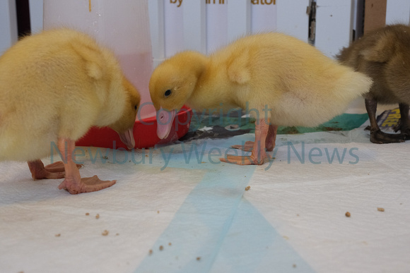 19-2422U Beenham PS - Ducklings