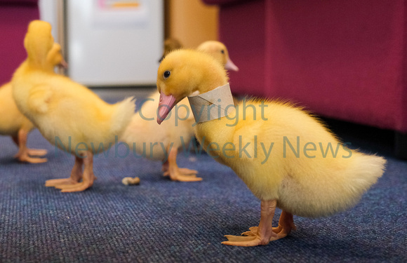 19-2422P Beenham PS - Ducklings