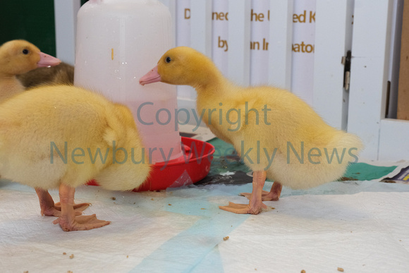 19-2422T Beenham PS - Ducklings