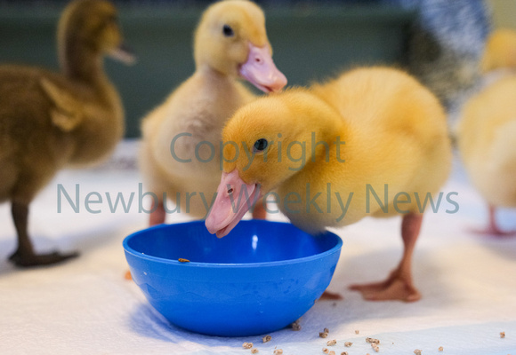 19-2422D Beenham PS - Ducklings