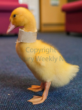 19-2422L Beenham PS - Ducklings