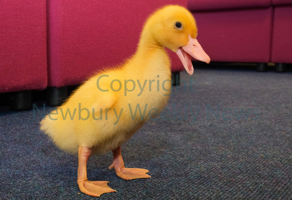 19-2422Q Beenham PS - Ducklings