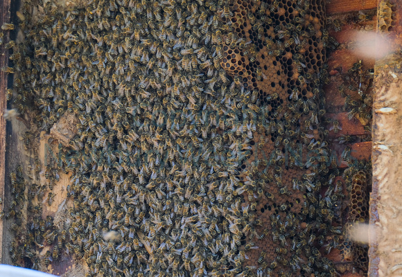 19-0422K Beehive in Highclere