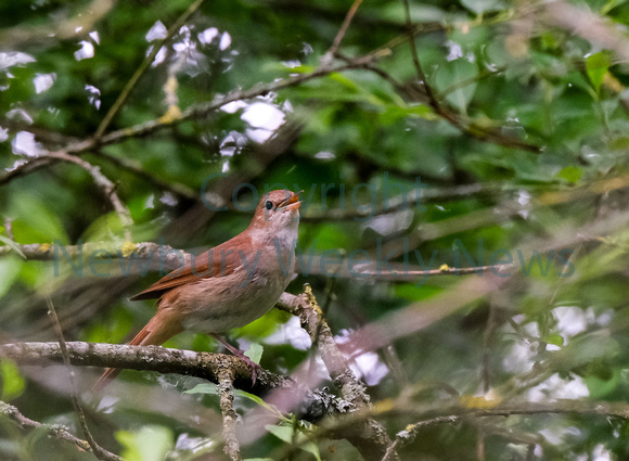 NWN 22-0124B Nightingale